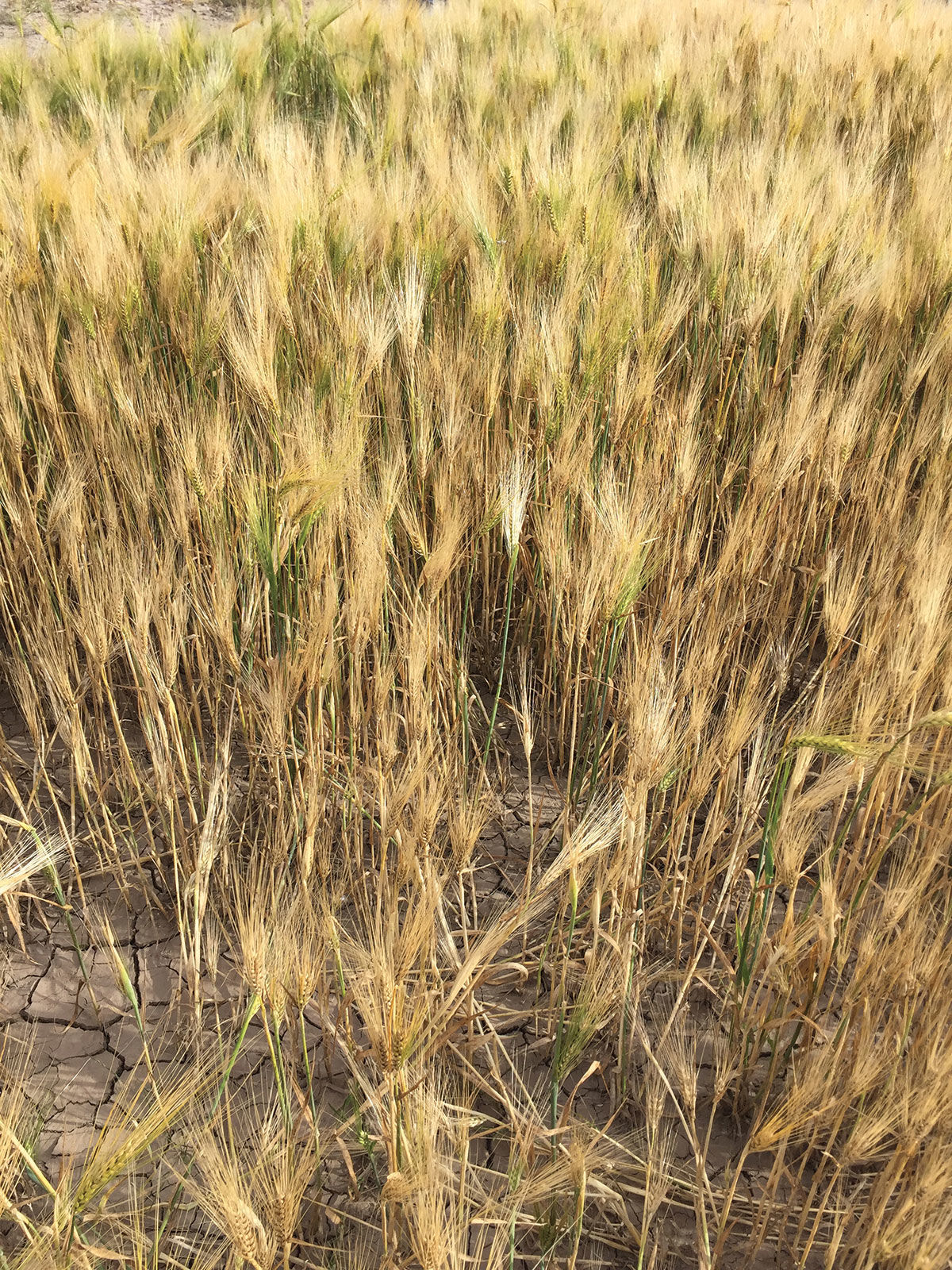 Barley cover crop